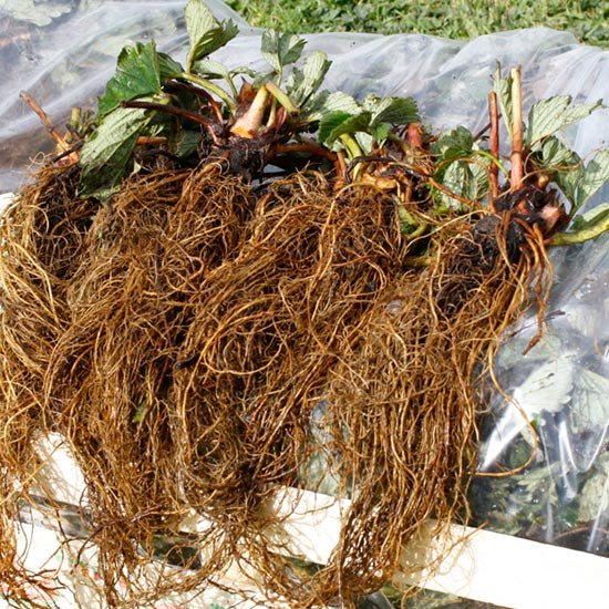 ,,Portola'' remontantinių braškių daigai