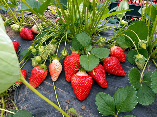Alba A+ FRIGO zemeņu stādi