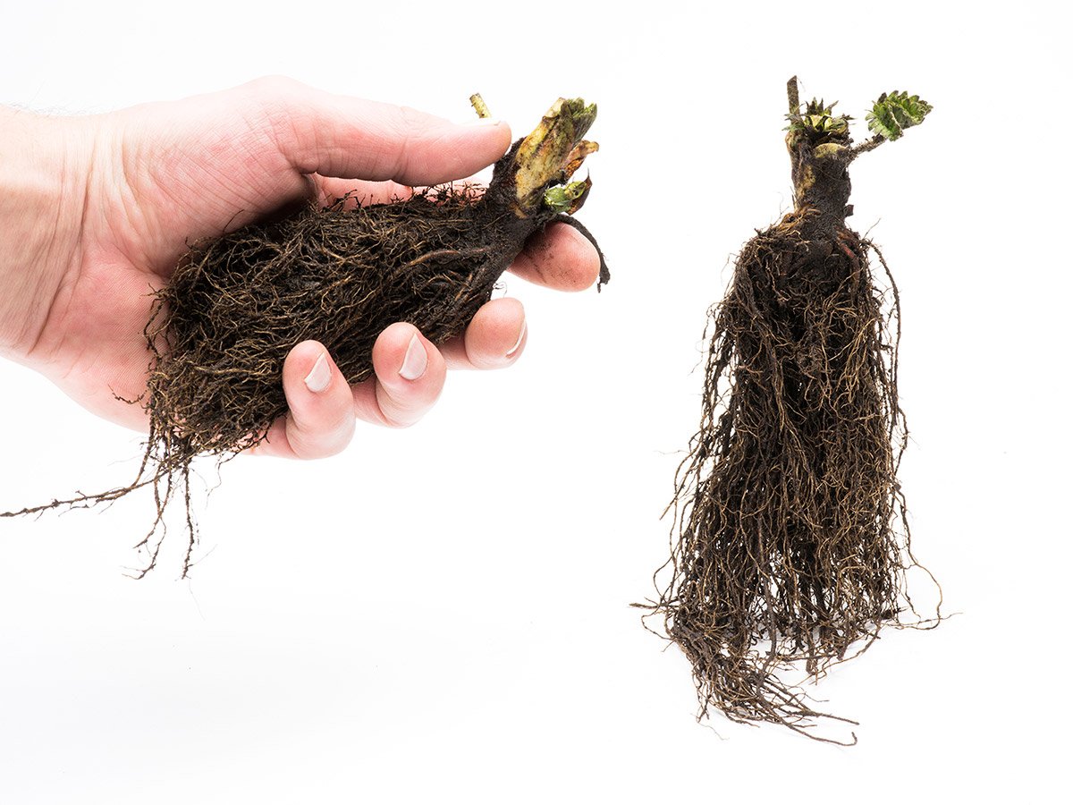 Senga Sengana A++ FRIGO braškių daigai