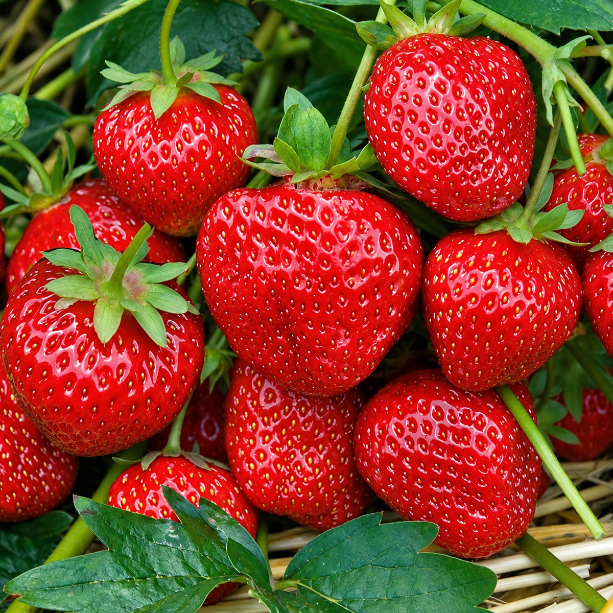 „Selva” remontanto zemeņu stādi